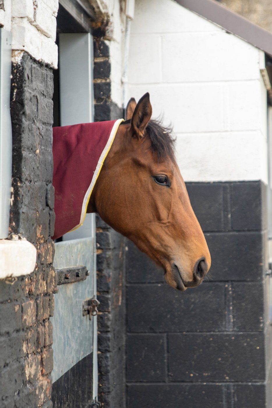 durham equine