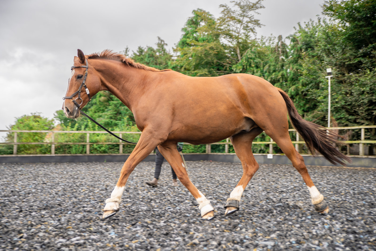 Durham Equine Practice (Web) 040